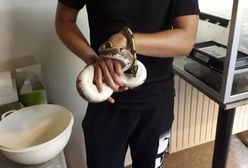 Zielony pyton w kuchni. Mieszkanka duńskiej miejscowości natknęła się na 1,2 metrowego węża