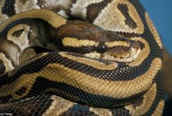 Wrocław. Groźny pyton przed sklepem