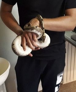 Zielony pyton w kuchni. Mieszkanka duńskiej miejscowości natknęła się na 1,2 metrowego węża