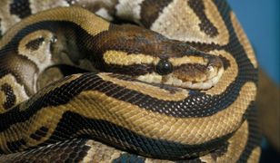 Wrocław. Groźny pyton przed sklepem