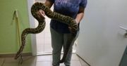 Czterometrowy pyton znaleziony przy przedszkolu w Mińsku
