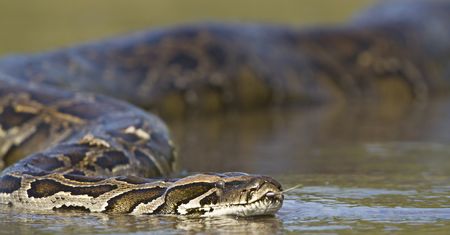 Pełzający po ziemi dusiciele. Są w stanie połknąć… człowieka