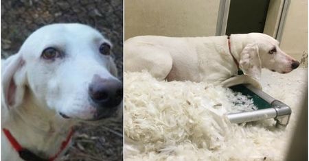 Tego psa nie da się adoptować. 11 razy wracał do schroniska