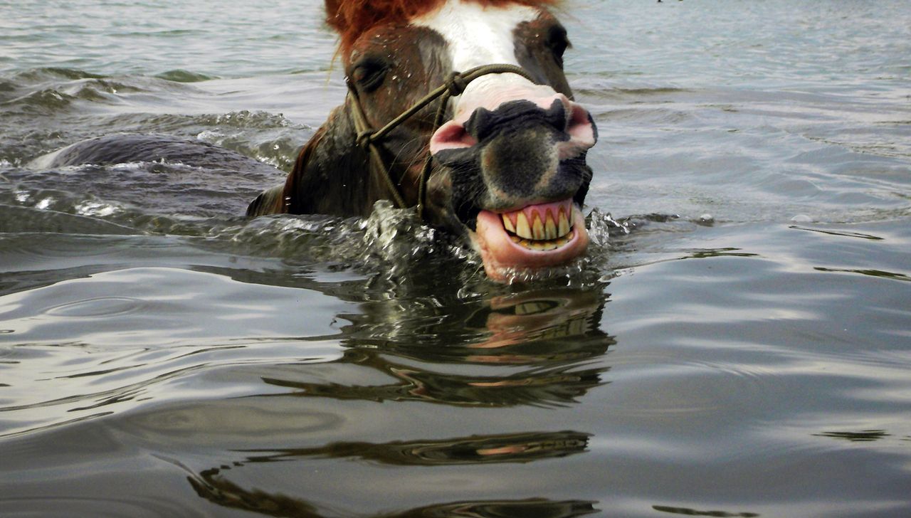 Łapali konia wyścigowego... 2 km od brzegu