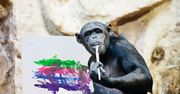 Obraz szympansicy Lucy wylicytowany w ramach WOŚP. Osiągnął zawrotną sumę