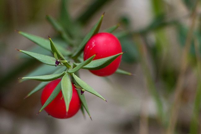 Butcher's broom improves blood circulation, seals vessels and prevents straining of veins