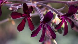 Pelargonia afrykańska i jej właściwości lecznicze