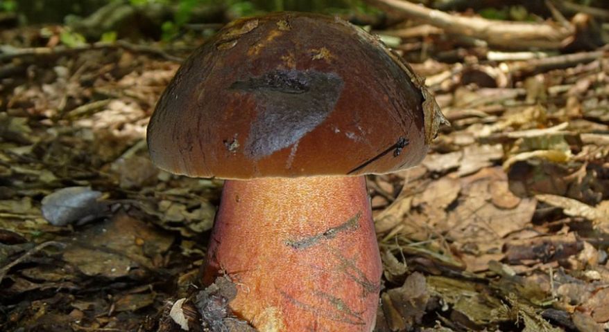W polskich lasach pojawiają się pierwsze grzyby