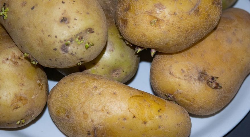 Ulubione warzywo Polaków może zawierać toksyczną substancję
