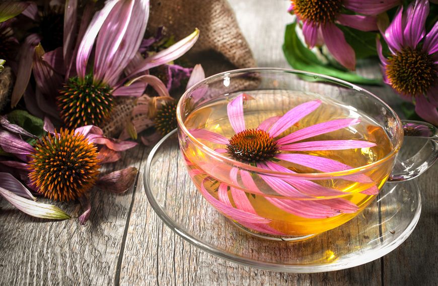 Echinacea