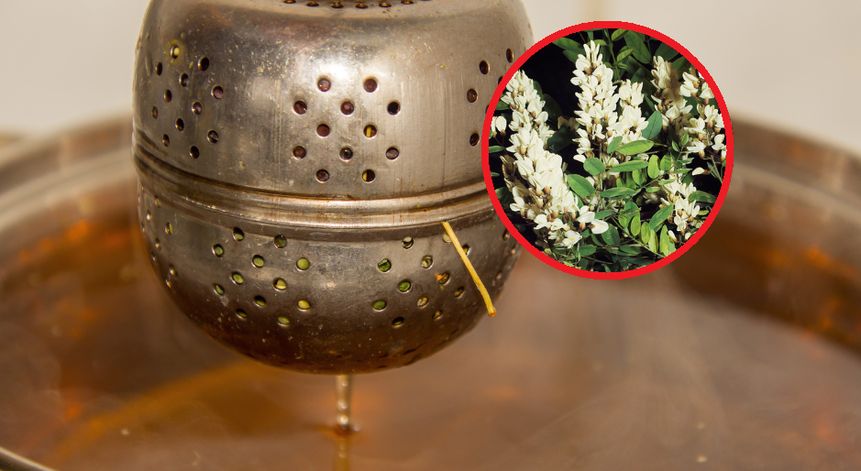 Herbatka z robinii akacjowej łagodzi nerwy i zmniejsza ból głowy, a także usprawnia krążenie