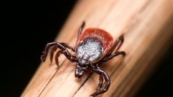 Naukowcy odkryli nową bakterię wywołującą boreliozę