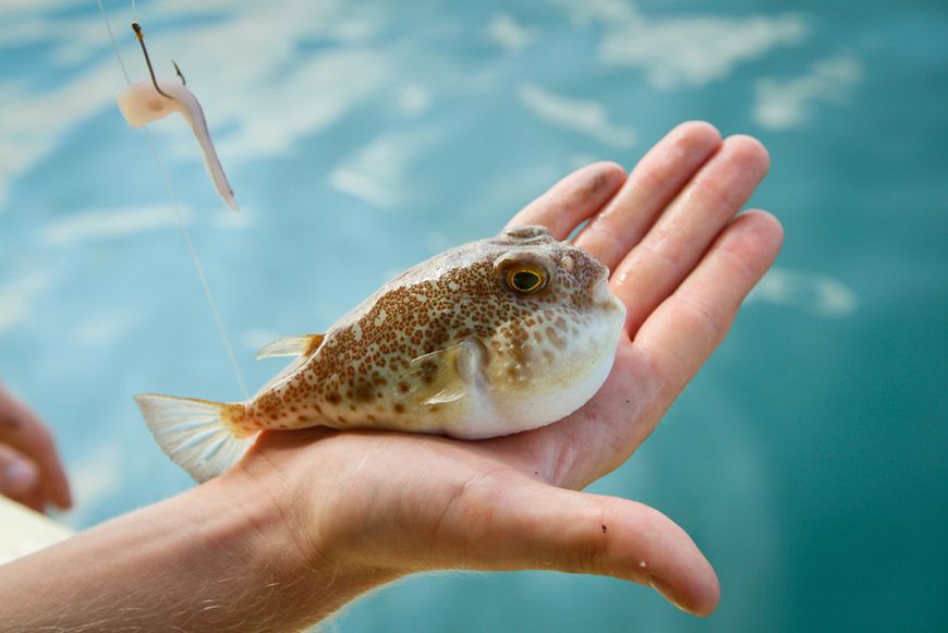 Ryba fugu