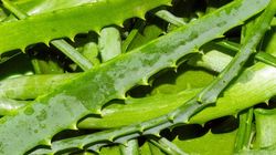 Ma działanie rakotwórcze. GIS umieścił go na ''zakazanej liście''