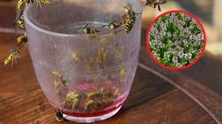 Posadź w ogrodzie lub postaw na oknie. Odstrasza pszczoły, osy i szerszenie