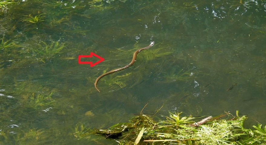 Te węże możesz spotkać nad wodą i w jeziorze
