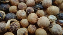 Zwalcza groźne bakterie, obniża cholesterol i cukier. Polacy rzadko po to sięgają