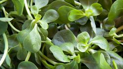 Portulaka pospolita i jej wpływ na zdrowie