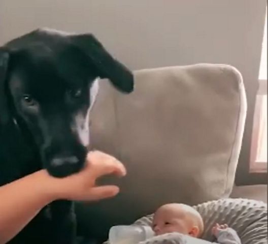 Zwierzę pilnuje dziecka