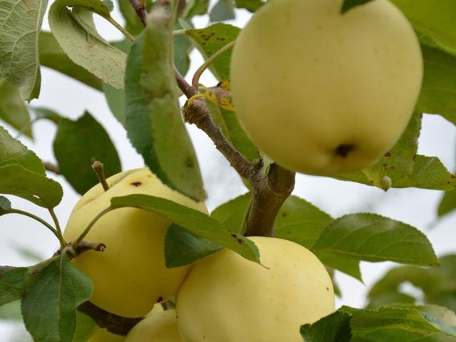 Papierówki to odmiana jabłoni, które wcześnie kwitnie i owocuje