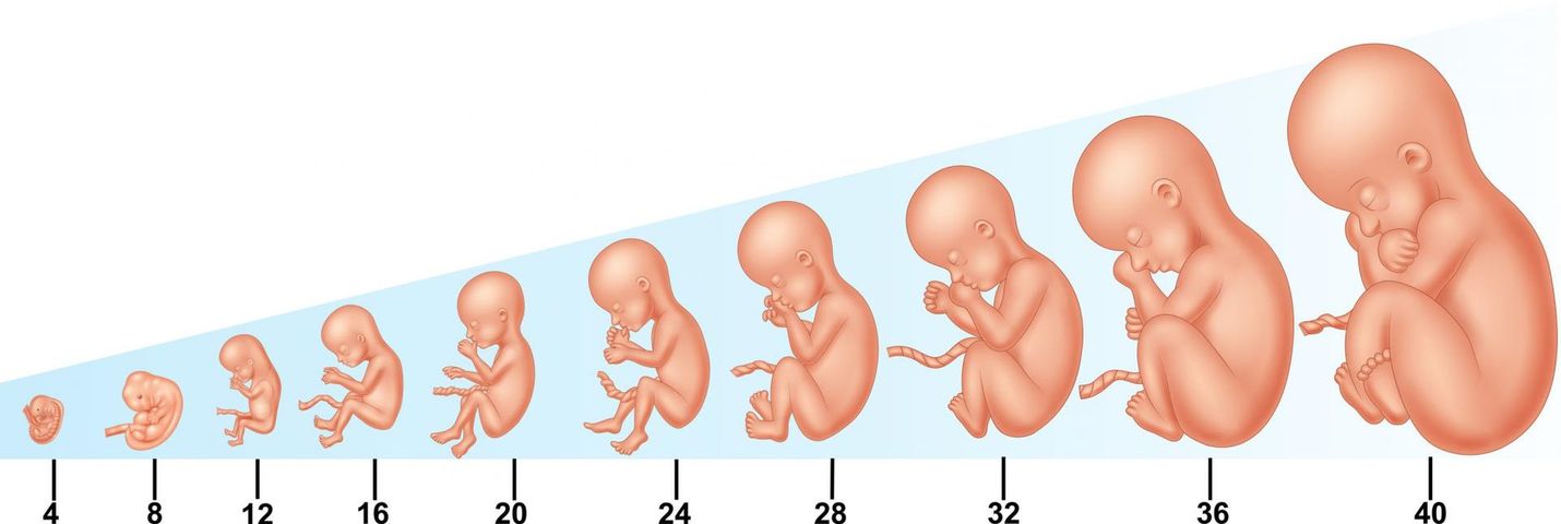 Fasolka, jabłko, a może melon? Wielkość płodu tydzień po tygodniu