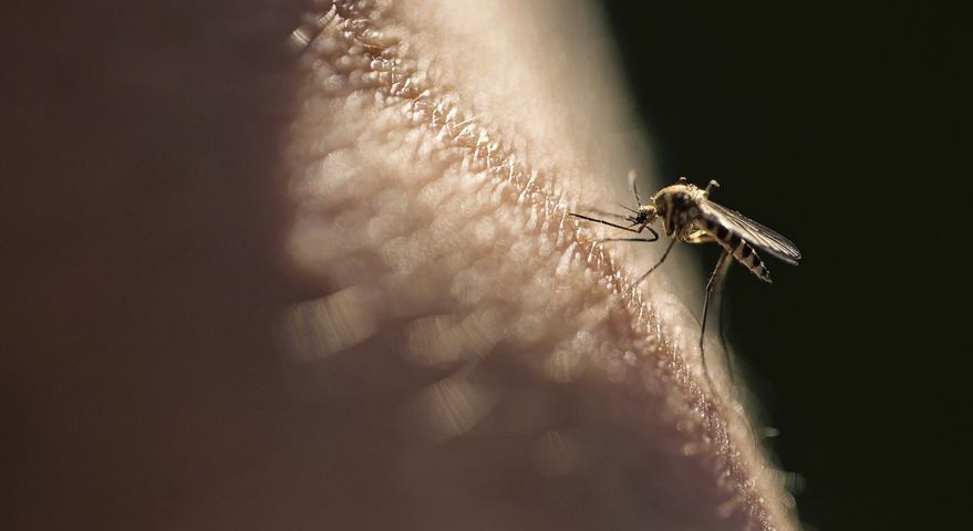 Niektórzy bardziej przyciągają komary. Naukowcy odkryli przyczynę zjawiska