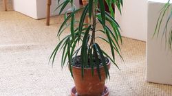 Trujące rośliny doniczkowe - czy masz je w swoim domu?