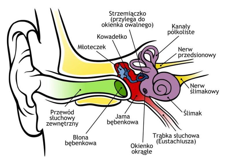 Zapalenie ucha - płyn w uchu 