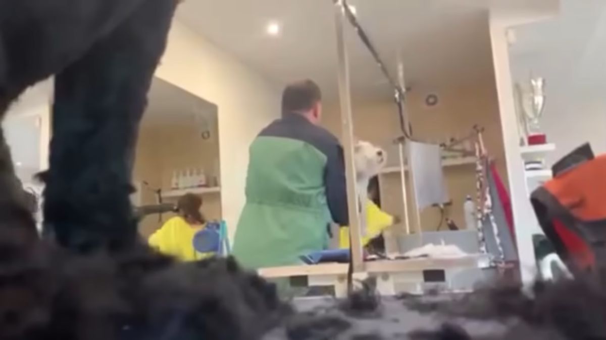 Psi fryzjer znęcał się nad zwierzętami. Jego zachowanie nagrano