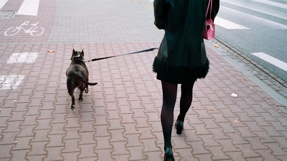 Pies pogryzł niespełna 6-letnią Oliwkę. Ma na głowie 28 szwów