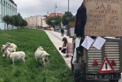 Kozy protestują przed Sądem Najwyższym. "Sąd nas okradł"