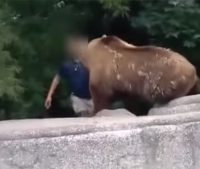 Pijany wpadł do wybiegu z niedźwiedziem. Mamy nagranie