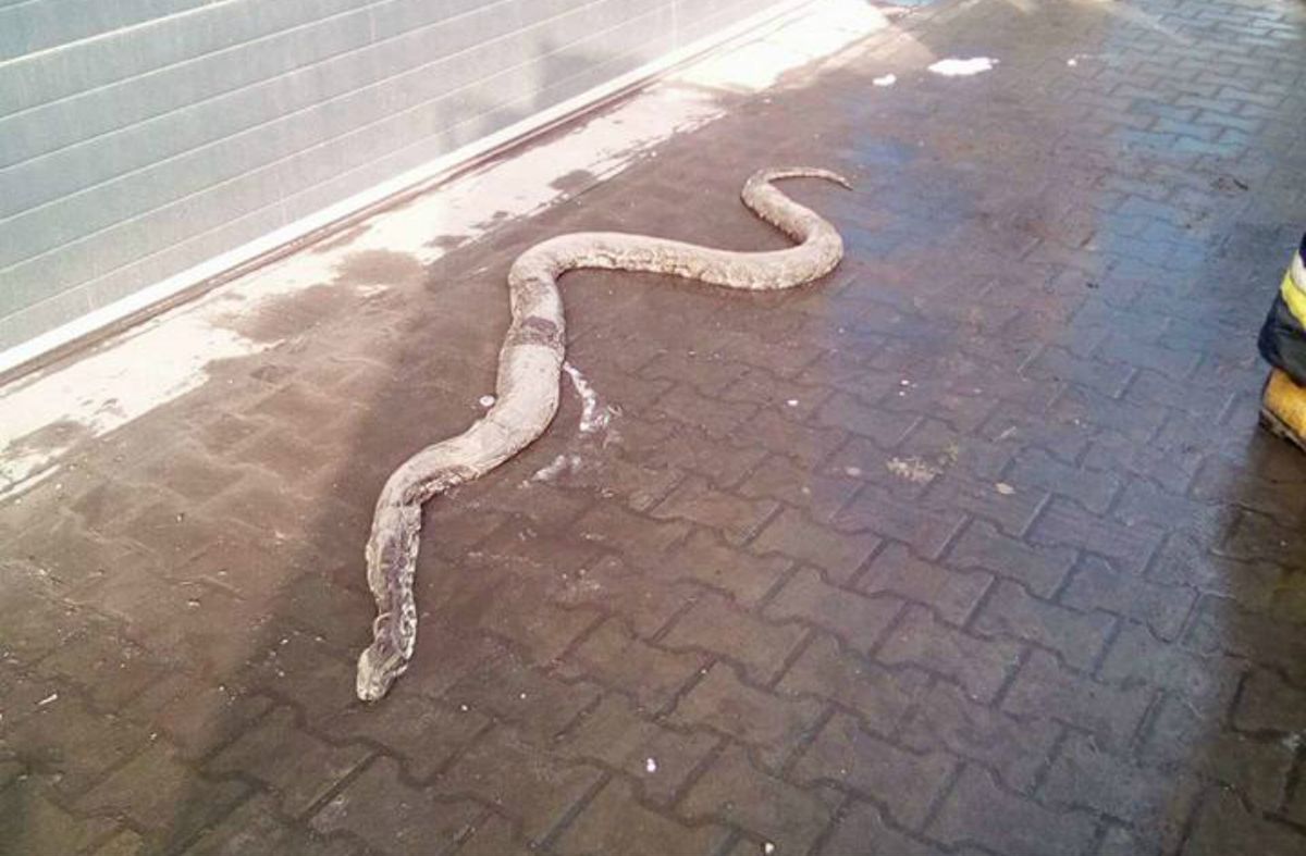 Pracownicy sortowni śmieci znaleźli węża boa