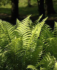 Świętojańska noc miłości