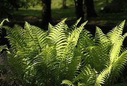 Świętojańska noc miłości