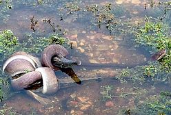 Wąż zjadł krokodyla