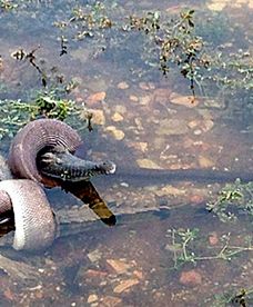 Wąż zjadł krokodyla