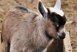 Gdyby kózka nie skakała...