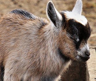 Gdyby kózka nie skakała...