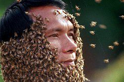 Z pszczołami za pan brat