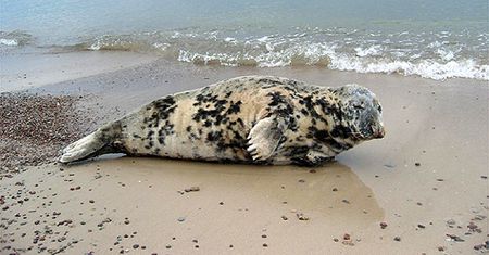 Cudo na plaży