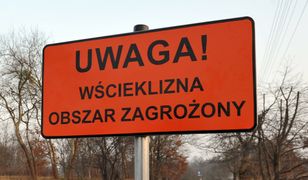 Wielkopolska. Zagrożenie epidemią wścieklizny. Znaleziono chorego nietoperza