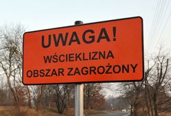 Wielkopolska. Zagrożenie epidemią wścieklizny. Znaleziono chorego nietoperza