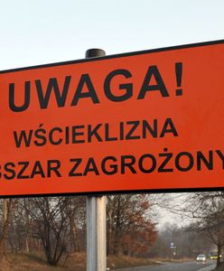 Wielkopolska. Zagrożenie epidemią wścieklizny. Znaleziono chorego nietoperza