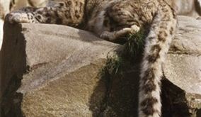 Śnieżne pantery się uchowały