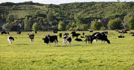 Wojna o stado krów. Ludzie się kłócą, a zwierzęta cierpią