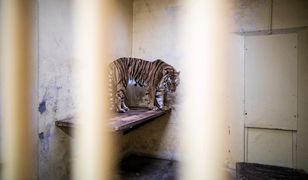 Tygrysy z poznańskiego zoo odzyskują siły. Dostały nawet imiona