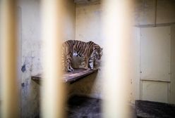 Tygrysy z poznańskiego zoo odzyskują siły. Dostały nawet imiona