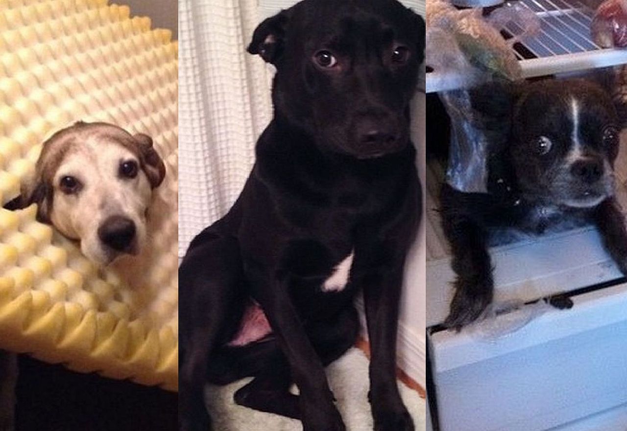 Zaskoczyli psy wcześniejszym powrotem do domu