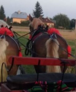 Lubelskie. Pijany woźnica potrącił kobietę i uciekł z miejsca wypadku